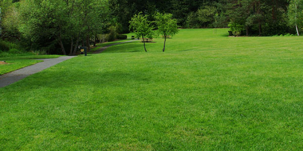 Lawn and Tree Fertilization