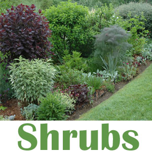 Shrubs-sidebar