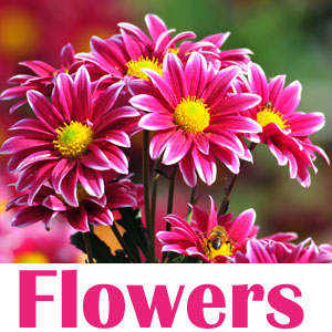 flowers-sidebar